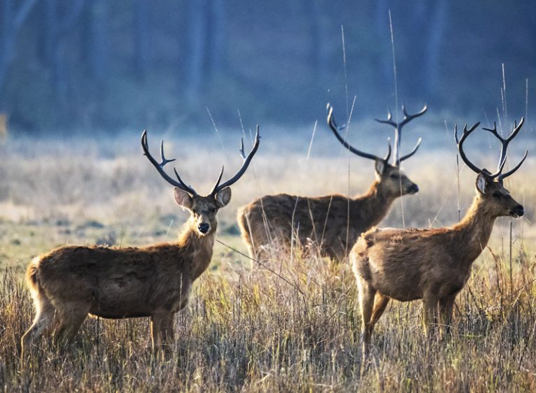 Flora and Fauna | Kanha Jungle Lodge